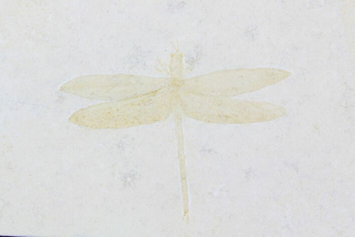 Fossil Dragonfly (Isophlebia) - Solnhofen Limestone #93229
